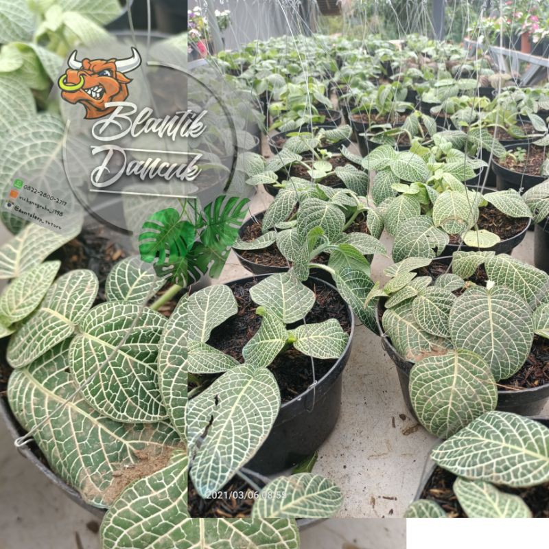 

FITONIA (telur puyuh)