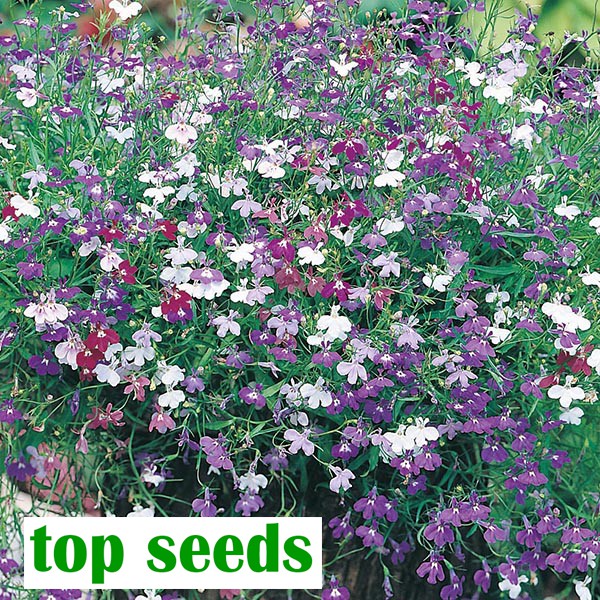 Benih Bunga Lobelia Cascade Mixed Mixed Mr.Fothergill"S F1 Tpsdd3 Kualitas Baik
