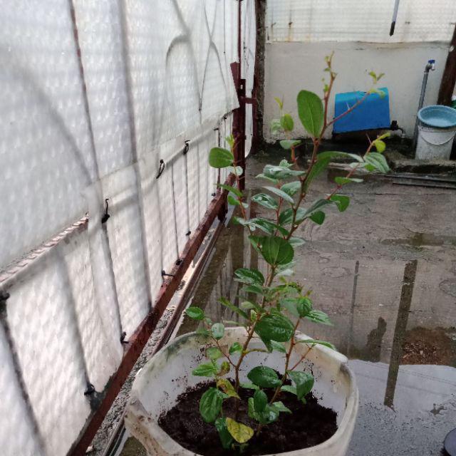 Bidara Arab Sidr #2 Pcs#