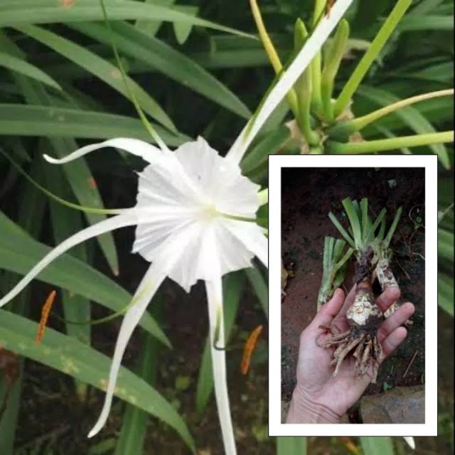 UMBI HYMENOCALLIS LITTORALIS / TANAMAN HYMENOCALLIS LITTORALIS / BUNGA HIAS MURAH