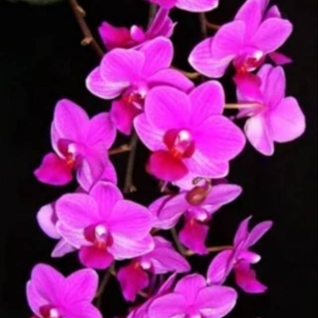 ANGGREK BULAN DORITIS MERAH