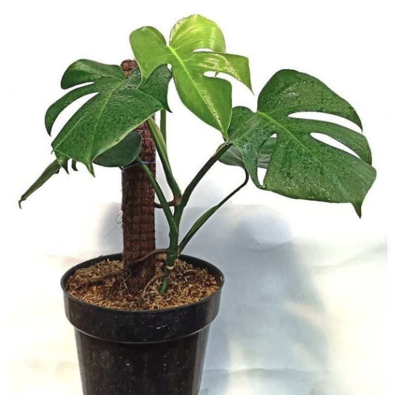 monstera deliciosa king remaja daun pecah
