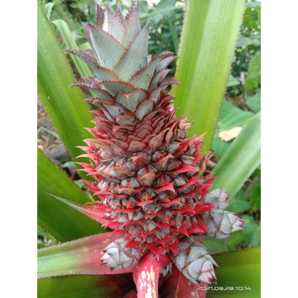 Nanas muda nanas merah obat herbal alami