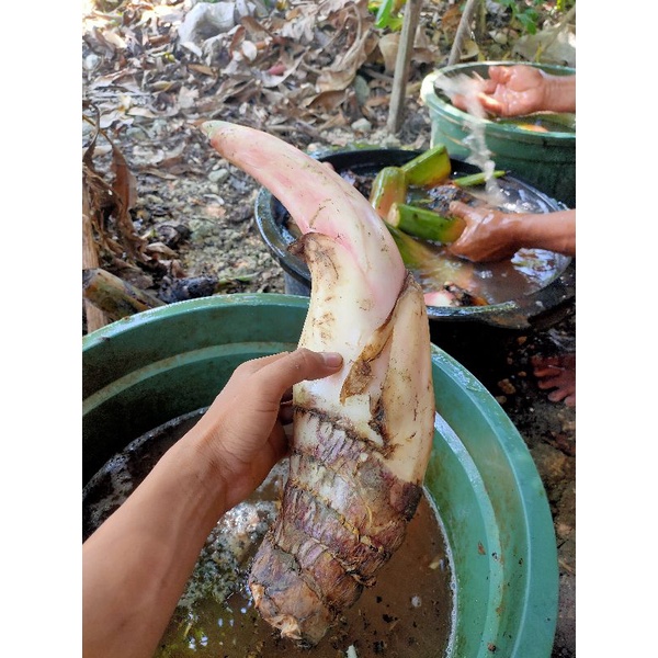 BIBIT UNGGUL !!!, Jual Bibit Pisang Kepok Tanjung, Jual Bibit Pisang Kepok Tanpa Jantung