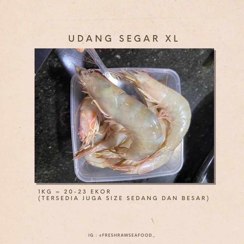 

Udang segar size XL