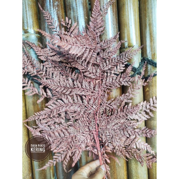 DAUN PAKIS KERING NATURAL WARNA HIASAN BUKET HAMPERS DEKORASI DRIED LEAF