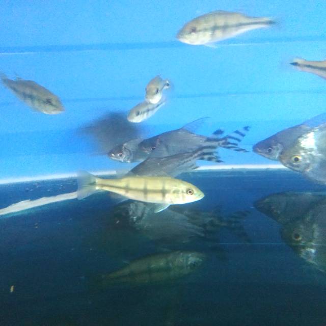 Pbass Orinoco Pure || Peacock Bass Orinoco