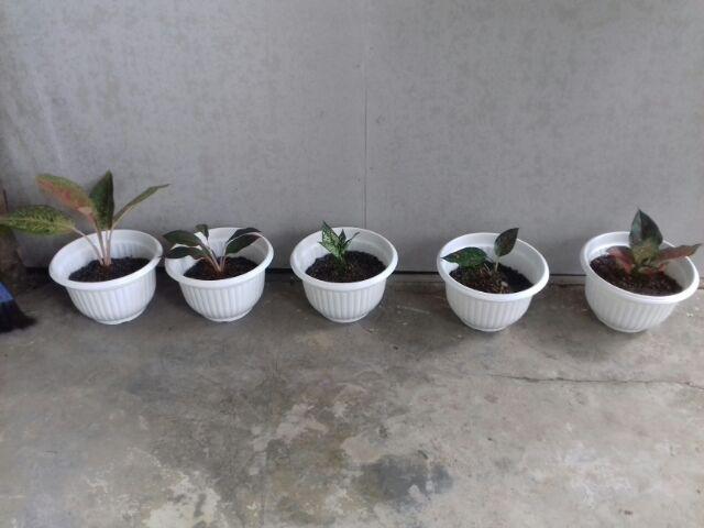 Paket 5 Tanaman Aglonema - Agolaonema - Bunga Aglonema - Paket Aglonema Murah