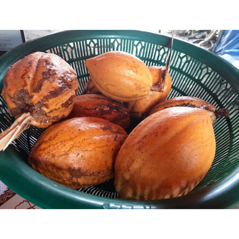 

Buah Kakao Matang