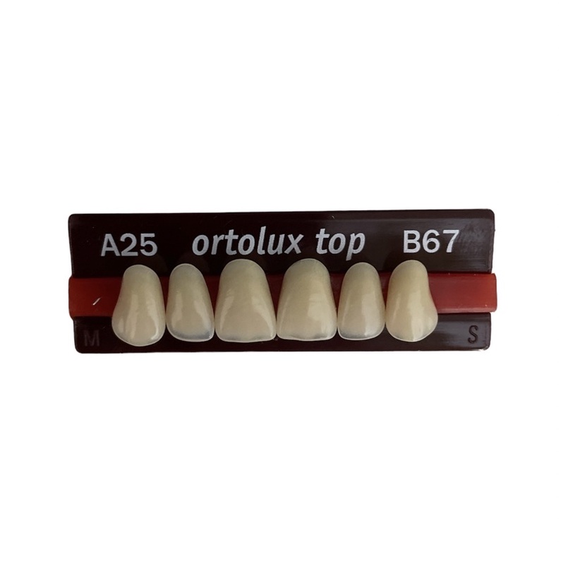 1 strip Gigi Palsu Akrilik ORTOLUX TOP | Acrylic Teeth