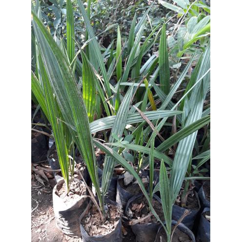 tulen terlaris bibit kurma tropis kl 1 original