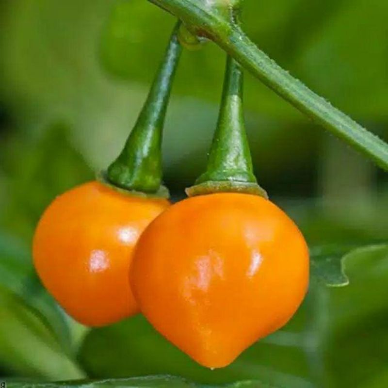 

Premium Benih Biji Cabe Cabai Hias Yellow Caupetinho 100 Biji