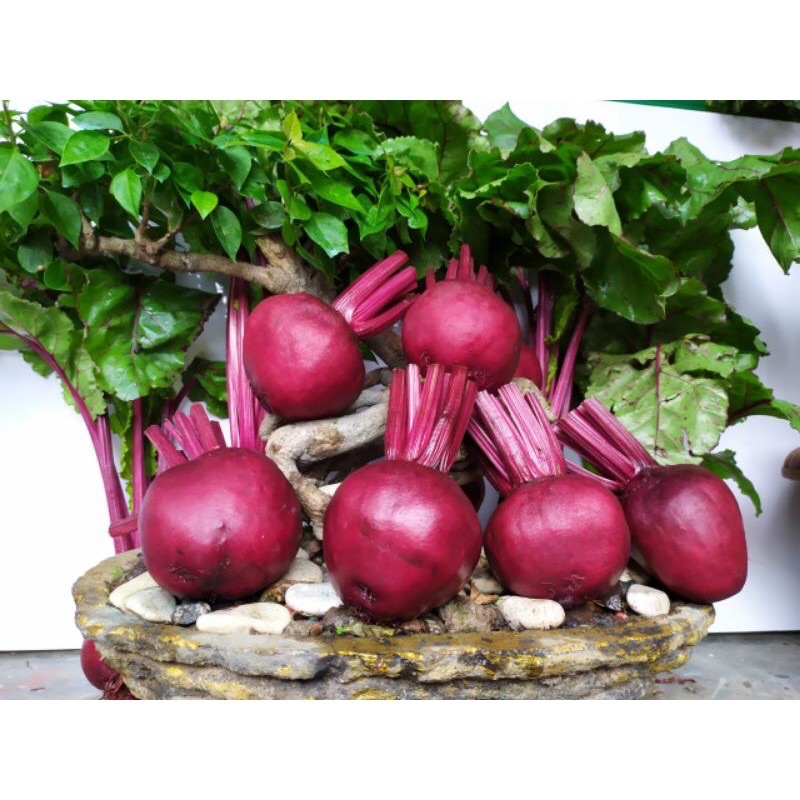 

Buah Bit 500gr dan 1000gr