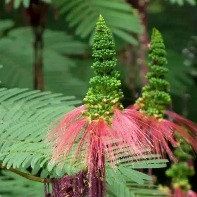 Bibit Kaliandra Pagoda Merah