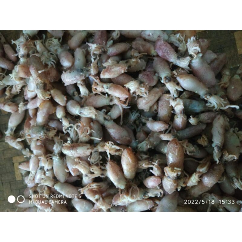 

baby cumi super murah