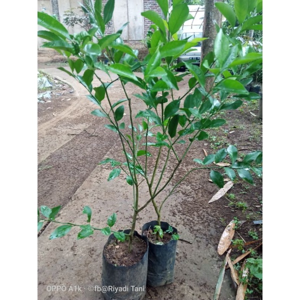 Bibit jeruk santang madu (cangkok)