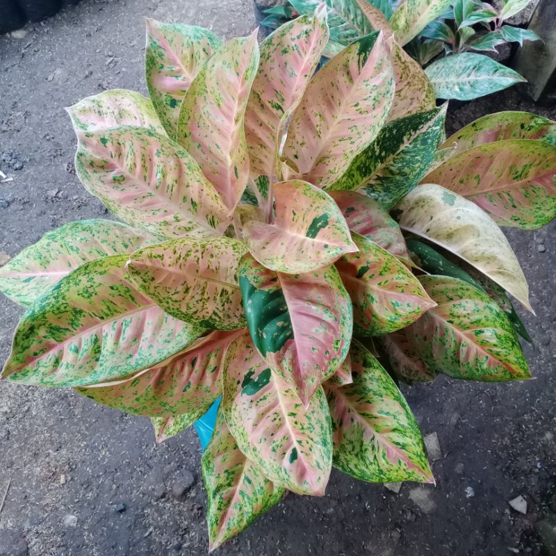 BUNGA AGLAONEMA/BIG ROY RUMPUN/big roy jumbo