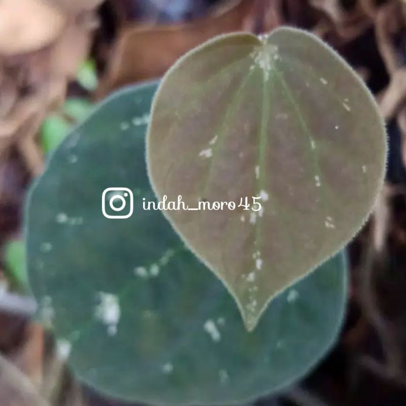 Tanaman Hias Anthurium Betel Sirih Keraton Anthurium Sirih Merambat Gantung