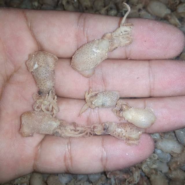 

Baby telur tawar 250 Gram