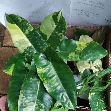 Philodendron burlemarx varigata, philodendron brekele varigata, ph burlemarx