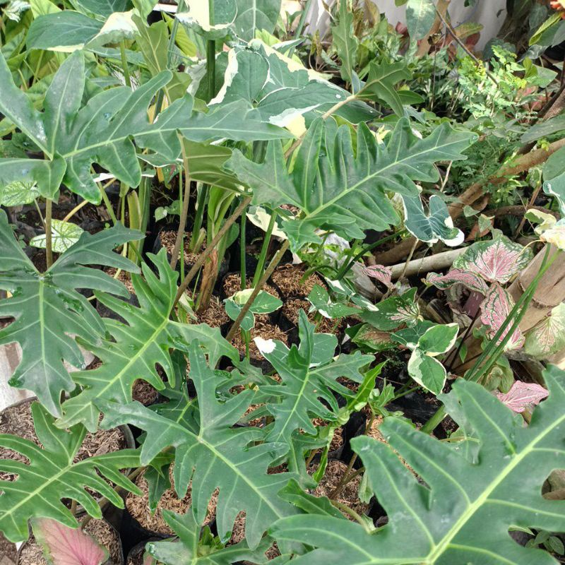 ALOCASIA PORTEEI