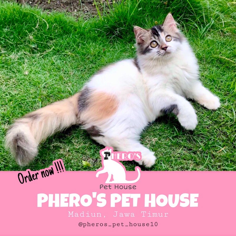 Kitten Kucing Persia #pherospethouse #pheros_pet_house10 PHEROS PET HOUSE