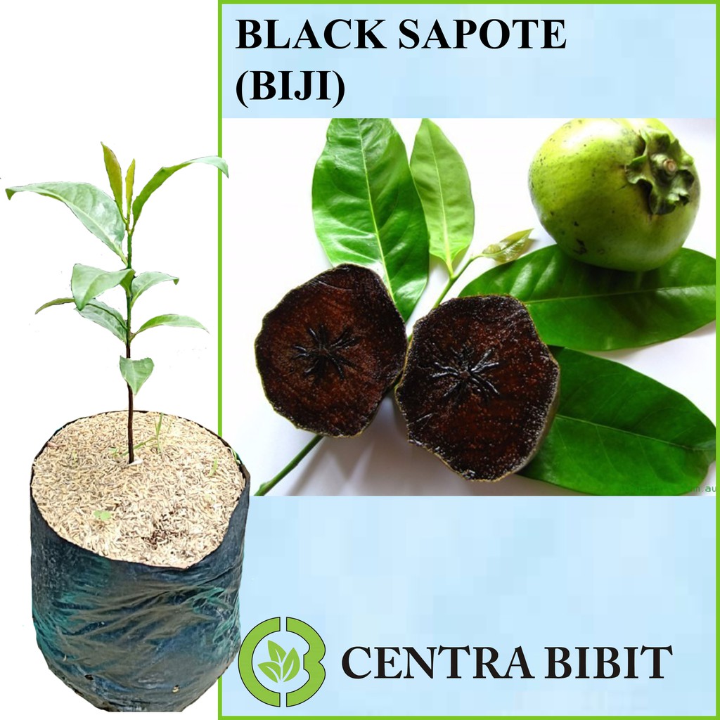 Tanaman Buah Black Sapote (Biji)