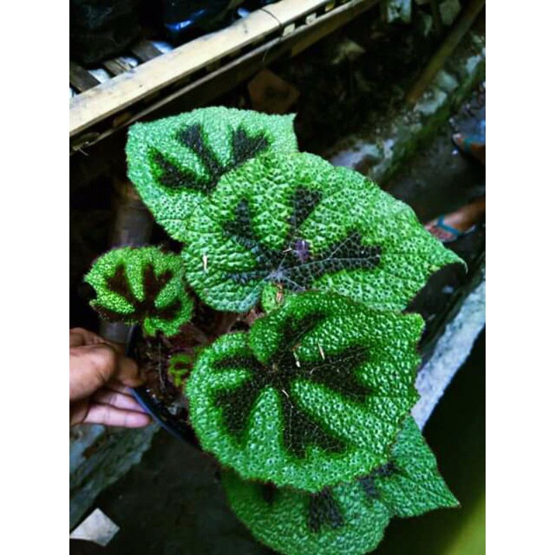 Begonia Tapak Macan