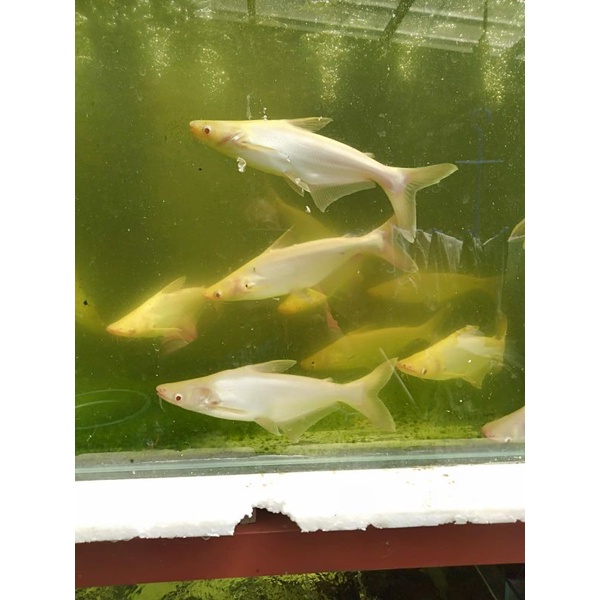 patin albino mata merah 50,55 cm