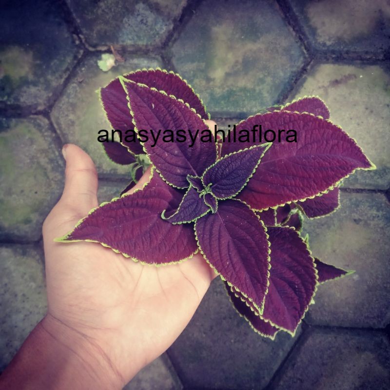 COD Miana Tanaman Hias Caleus Langka Bunga Jawer Kotok Premium Murah Stek Dan Akar