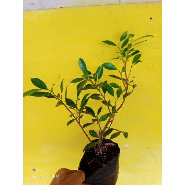 Bibit bonsai kimeng
