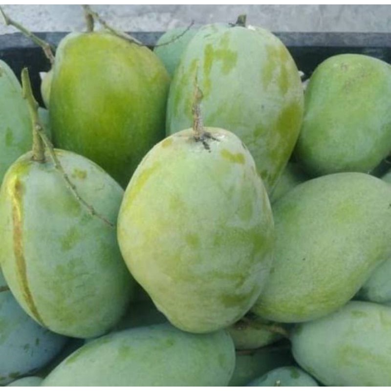 

Buah mangga Indramayu matang/mengkal paket 3kg