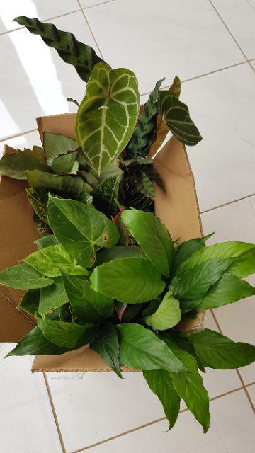 Tanaman Hias Spesial Paket Calathea - Kalatea Silverplat,gr.lipstik,ornata,makoyana