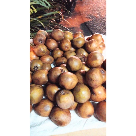 

buah sawo