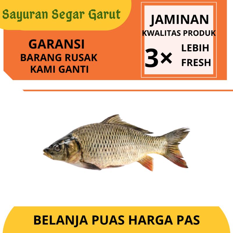 

Ikan Mas Segar Murah by Sayuran Segar Garut