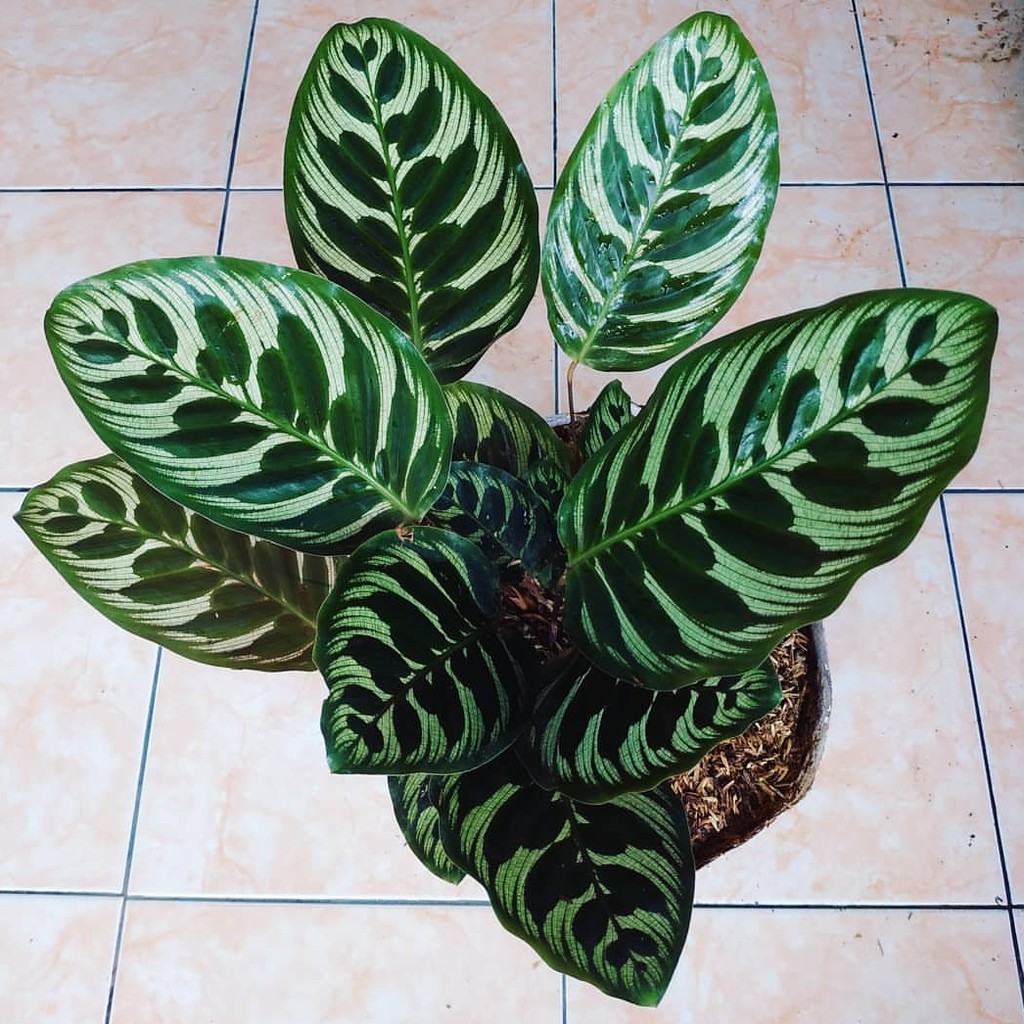  Tanaman  hias calathea  makoyana  Shopee Indonesia