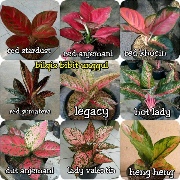Paling Populer 18 Gambar Bunga Aglaonema Gambar Bunga Indah Paling Populer 18 Gambar Bunga Aglaonema Gambar Bunga Indah