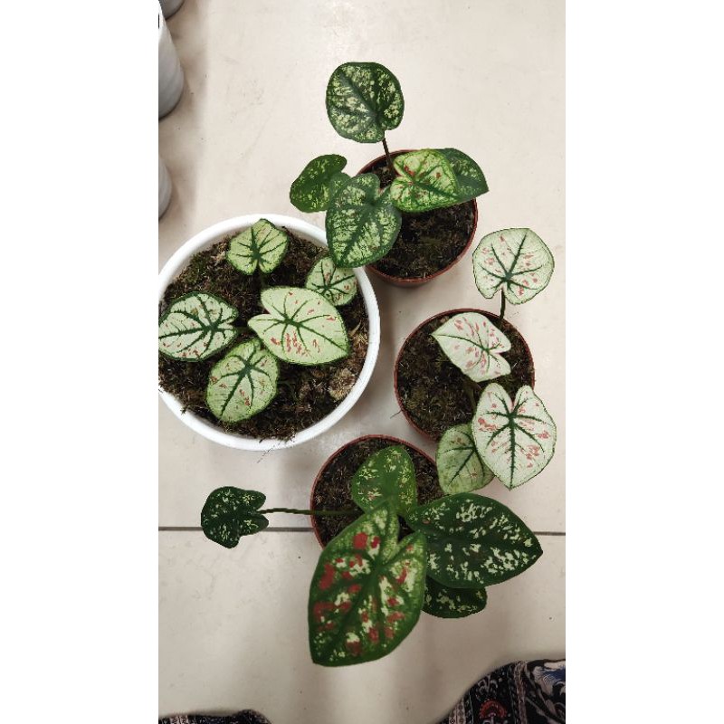 H22 & Stowberry Star Caladium