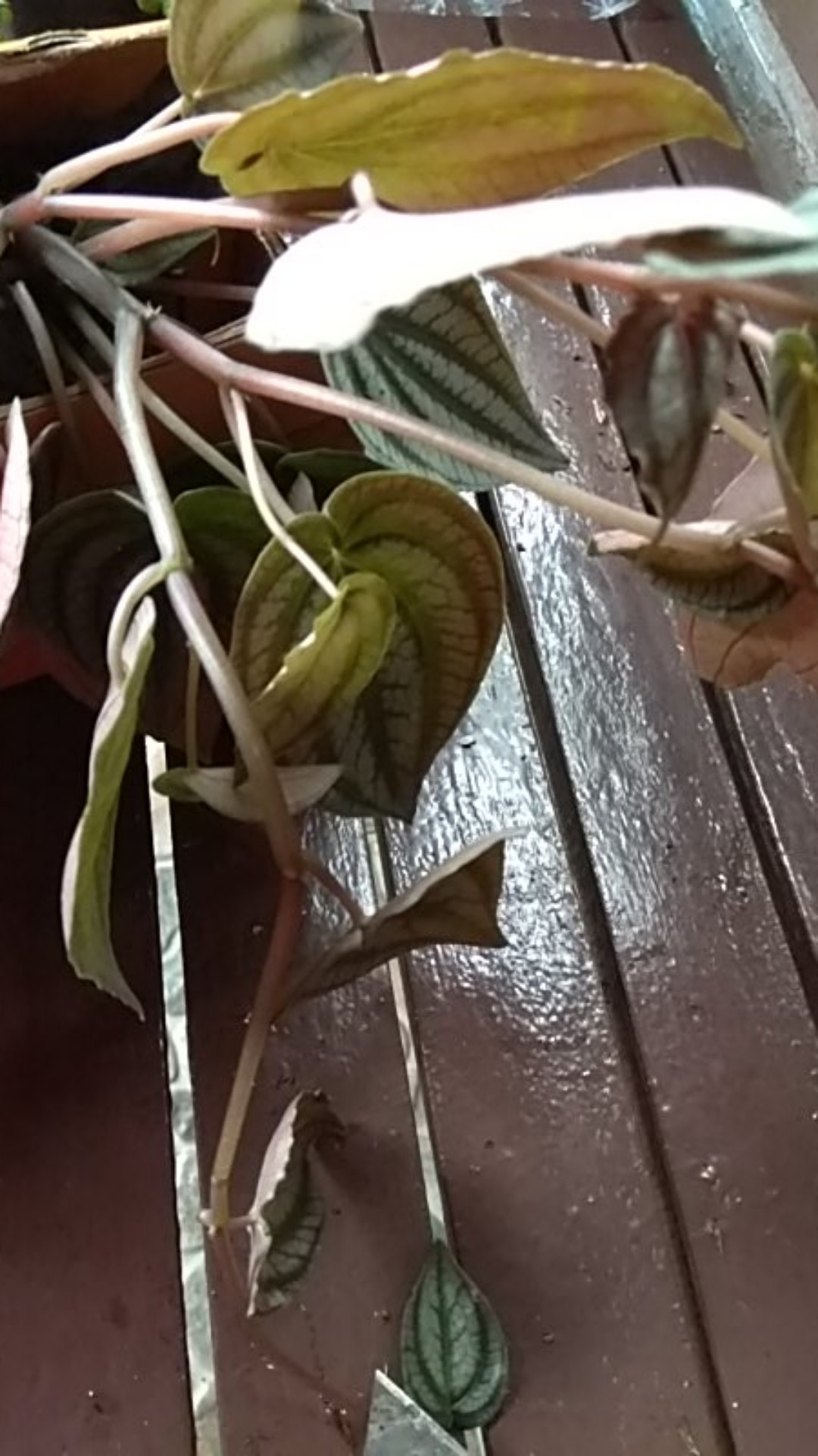 Peperomia Napolly Night•|•tanaman Hias Peperomia