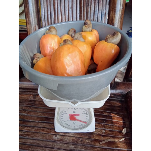 

Buah jambu mete / Jambu Mede / Jambu monyet