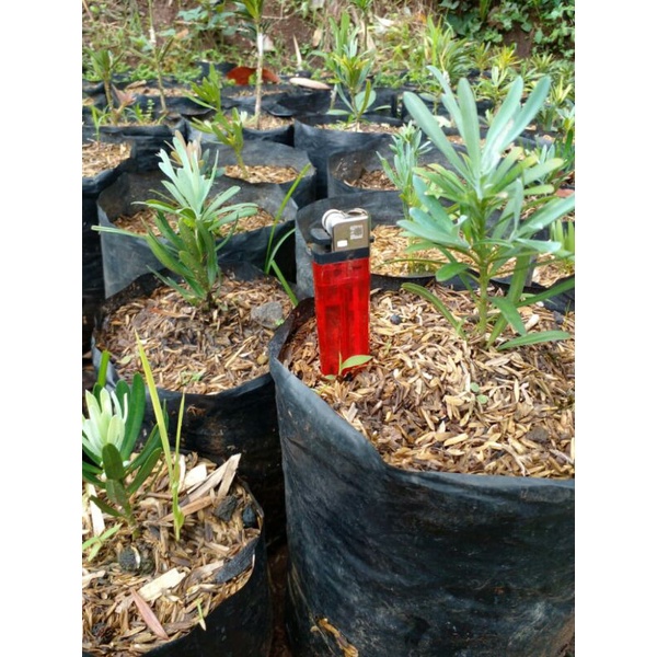 LOHANSUNG BLUE ICE (ORIGINAL)