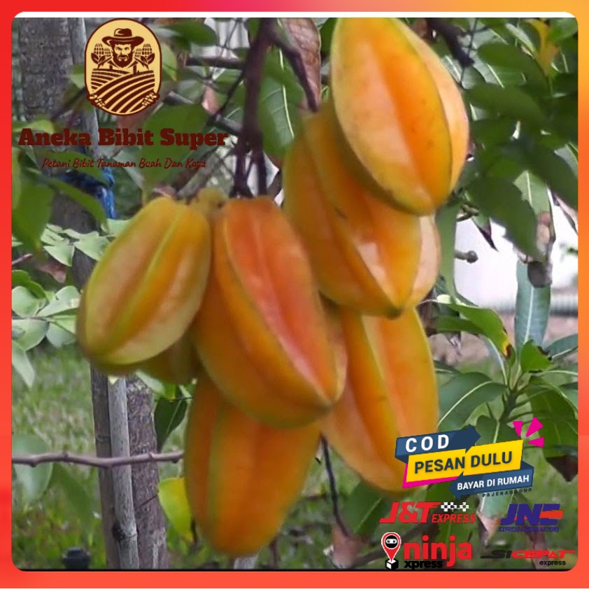 Bibit Belimbing Bangkok Merah