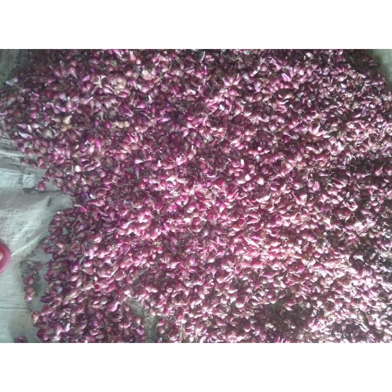 

BAWANG MERAH