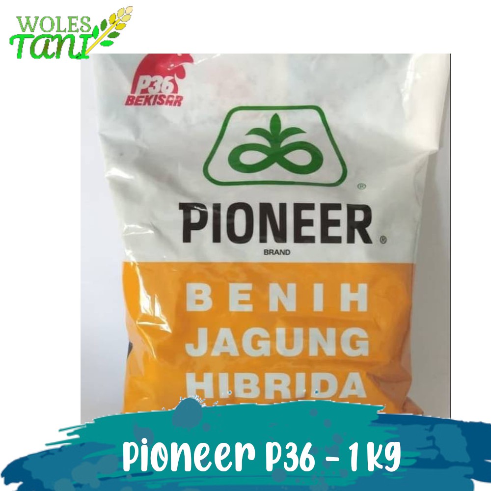 Pioneer P36 1 Kg Benih Jagung Hibrida