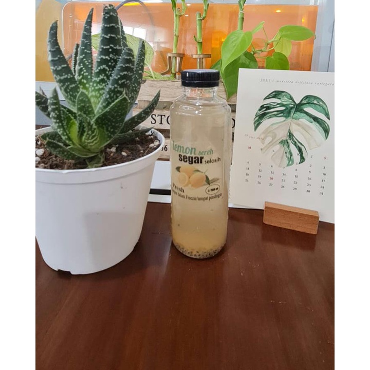 

Lemon Sereh Selasih Drink Minuman Kesehatan Segar