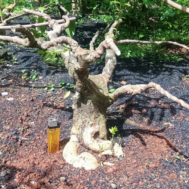 Bonsai Pohon Anting Putri