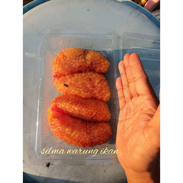 

telur ikan Sembilang segar super Joss 500g