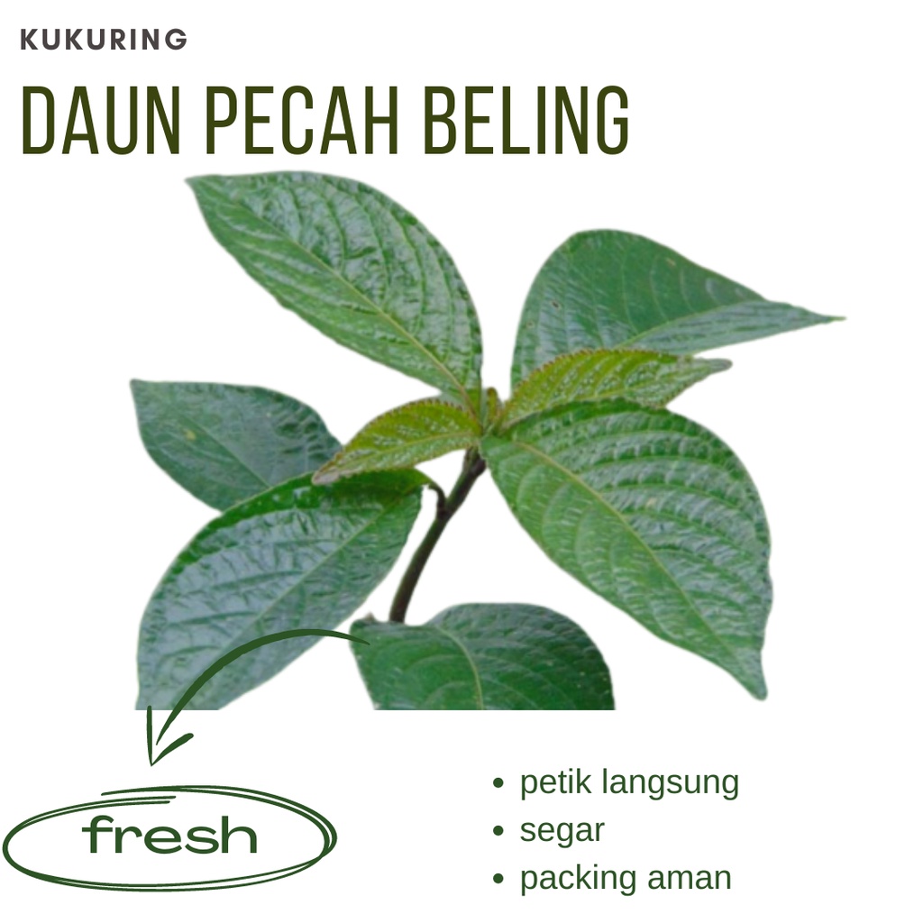 

KUKURING Daun Keji Beling / keci beling pecah beling segar murah