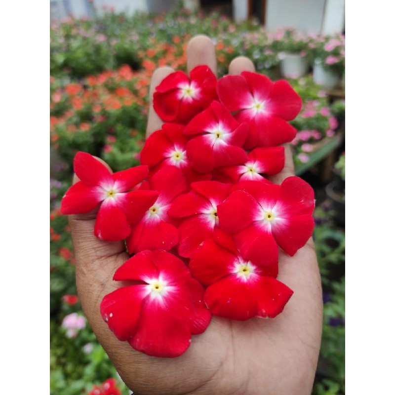 vinca pasifica orange