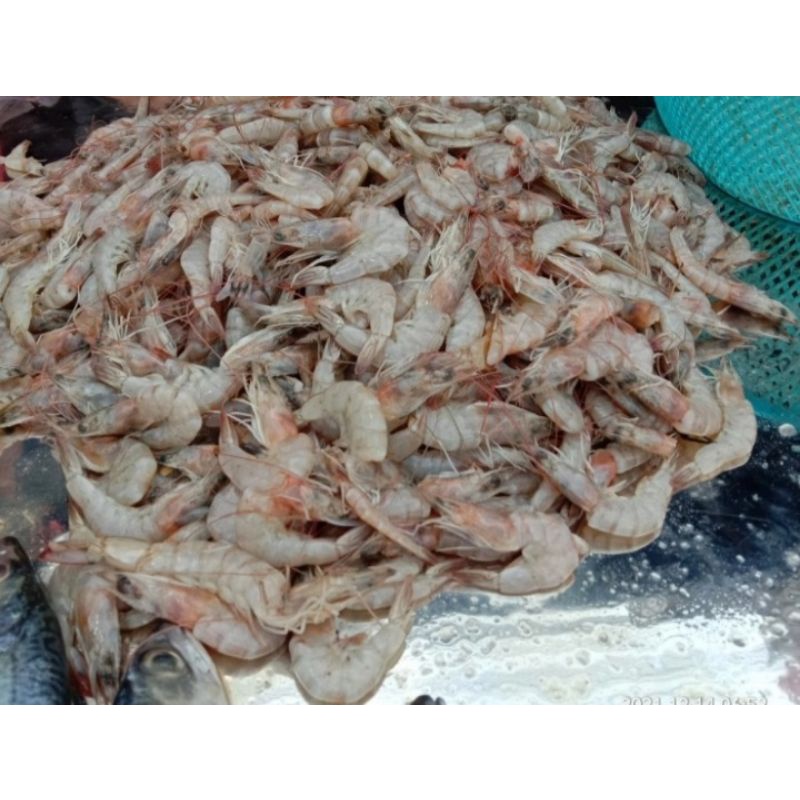 

UDANG PECI SEDANG